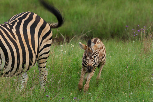 View of a dynamic scene with a playful zebra foal running through vibrant green grass and an adult zebra s striking black and white stripes Kruger Park South Africa. View of a dynamic scene with a playful zebra foal running through vibrant green grass and an adult zebra s striking black and white stripes Kruger Park South Africa.