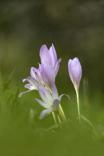 View of delicate purple autumn crocus flowers blooming in a grassy meadow with soft natural light in Northamptonshire United Kingdom. View of delicate purple autumn crocus flowers blooming in a grassy meadow with soft natural light in Northamptonshire United Kingdom.