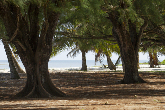 View of Tiwi Beach framed by large trees and palm trees overlooking the white sand and turquoise ocean under bright sunlight Tiwi Wilaya ya Kwale Kenya. View of Tiwi Beach framed by large trees and palm trees overlooking the white sand and turquoise ocean under bright sunlight Tiwi Wilaya ya Kwale Kenya.