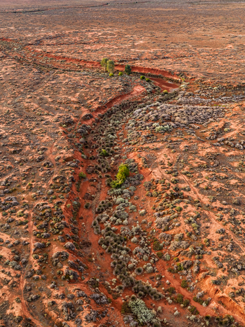 Aerial view of a winding dry creek bed with sparse green vegetation in the arid red outback landscape of Flinders Ranges South Australia Australia.