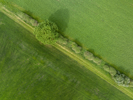 Aerial view of vibrant green agricultural fields divided by a diagonal line of trees and bushes with a single tree casting a long shadow.