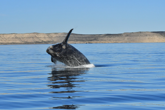 View of a Southern Right Whale breaching the surface of the calm blue ocean with arid coastal cliffs and a clear sky in the background Puerto Madryn Chubut Argentina. View of a Southern Right Whale breaching the surface of the calm blue ocean with arid coastal cliffs and a clear sky in the background Puerto Madryn Chubut Argentina.