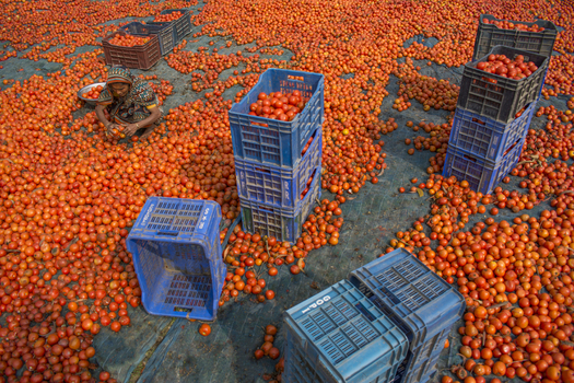 Bogura Bangladesh 02 March 2018 View of a woman sorting through a vast harvest of red tomatoes spread on the ground with blue plastic crates. Bogura Bangladesh 02 March 2018 View of a woman sorting through a vast harvest of red tomatoes spread on the ground with blue plastic crates.