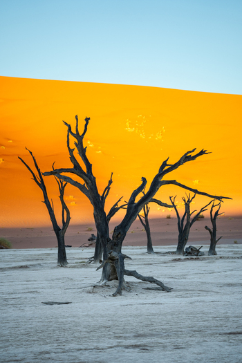 View of stark skeletal trees reaching towards the azure sky against a backdrop of a fiery orange dune in Sossusvlei Hardap Region Namibia. View of stark skeletal trees reaching towards the azure sky against a backdrop of a fiery orange dune in Sossusvlei Hardap Region Namibia.
