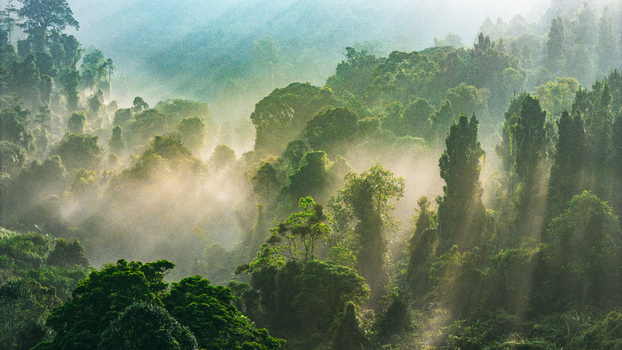 Aerial view of lush tropical rainforest with dense green trees and sunbeams filtering through the morning mist in the mountains of Sukabumi West Java Indonesia. Aerial view of lush tropical rainforest with dense green trees and sunbeams filtering through the morning mist in the mountains of Sukabumi West Java Indonesia.