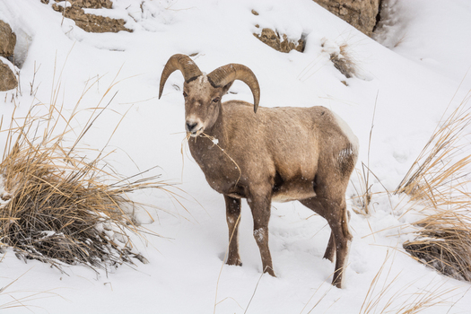 View of a bighorn sheep standing in deep snow and chewing on dry grass in Yellowstone National Park United States.