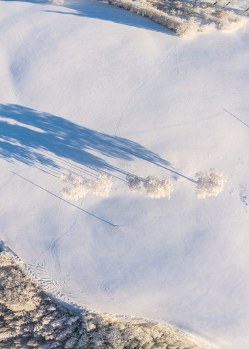Aerial view of a snow covered landscape with a row of frost covered trees casting long shadows across the pristine white ground in Latvia. Aerial view of a snow covered landscape with a row of frost covered trees casting long shadows across the pristine white ground in Latvia.