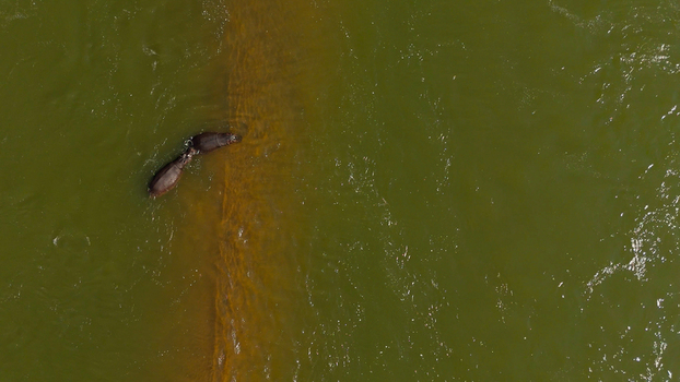 Aerial view of two hippos swimming in the Olifants River Hoedspruit Limpopo South Africa. Aerial view of two hippos swimming in the Olifants River Hoedspruit Limpopo South Africa.