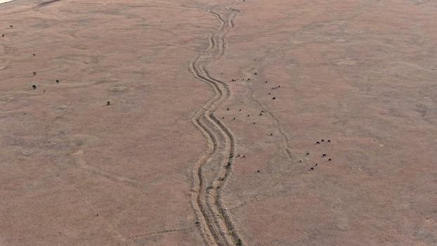 Aerial view of a winding dirt path cutting through a vast dry prairie landscape with scattered cattle grazing in the open field in Golden Colorado United States.