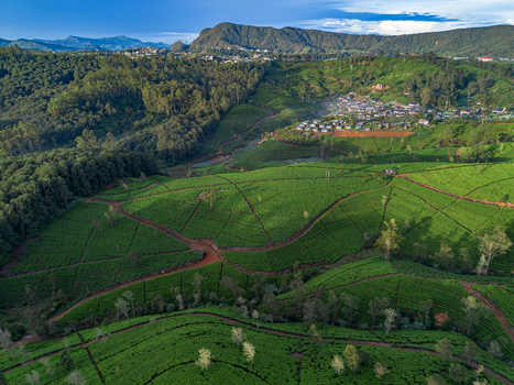 Aerial view of the lush green tea plantations in the rolling hills of Nuwara Eliya Central Province Sri Lanka. Aerial view of the lush green tea plantations in the rolling hills of Nuwara Eliya Central Province Sri Lanka.