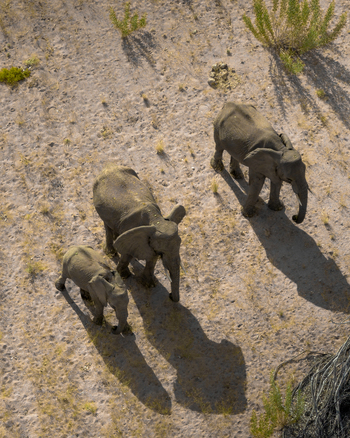 Aerial view of elephants in a desert landscape casting long shadows under the harsh sun Uis Erongo Region Namibia.