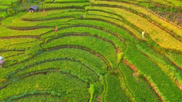 Aerial view of Senaru Rice Fields in Bayan Indonesia. Aerial view of Senaru Rice Fields in Bayan Indonesia.