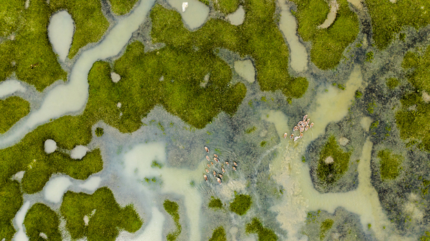 Aerial view of a flock of ducks swimming through a lush green wetland marsh with winding waterways in Patharghata Barisal Division Bangladesh. Aerial view of a flock of ducks swimming through a lush green wetland marsh with winding waterways in Patharghata Barisal Division Bangladesh.