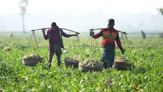 View of farmers carrying radish harvests in a field Bangladesh. View of farmers carrying radish harvests in a field Bangladesh.