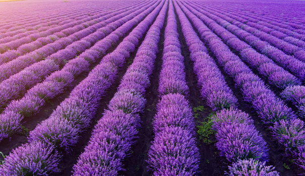 Aerial view of vibrant purple lavender fields stretching across the landscape in Bulgaria. Aerial view of vibrant purple lavender fields stretching across the landscape in Bulgaria.