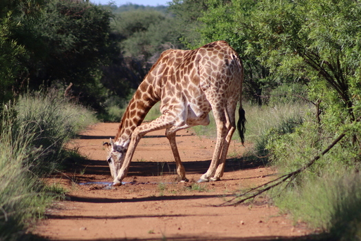 View of a giraffe drinking water from a puddle on a dirt road at Finfoot Lake Reserve By Dream Resorts in Bojating North West South Africa.
