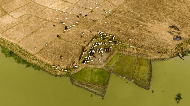 Aerial view of cattle grazing in dry agricultural fields near a riverbank in Chapai Nawabganj Rajshahi Division Bangladesh.
