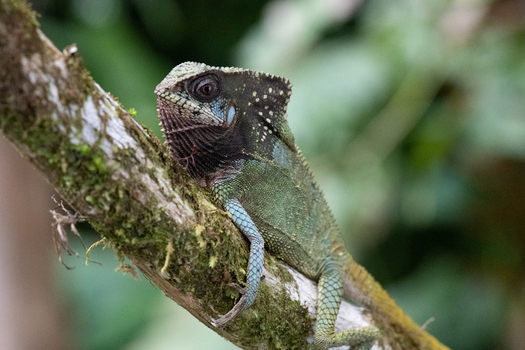 View of a helmeted iguana perched on a mossy tree branch in the rainforest of Puerto Jimenez Puntarenas Province Costa Rica. View of a helmeted iguana perched on a mossy tree branch in the rainforest of Puerto Jimenez Puntarenas Province Costa Rica.