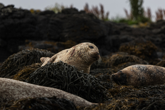 View of a harbor seal resting on dark seaweed covered rocks along the rugged coastline in Scotland.