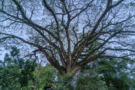 View of a massive ancient tree with sprawling branches and lush green foliage against a clear sky in Kandy Central Province Sri Lanka. View of a massive ancient tree with sprawling branches and lush green foliage against a clear sky in Kandy Central Province Sri Lanka.