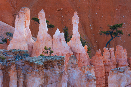 View of the unique orange hoodoos and rock formations at Bryce Canyon National Park with scattered pine trees against a red canyon wall in Utah United States.
