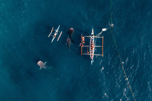 Aerial view of whale sharks swimming near traditional outrigger boats in the clear blue water of Oslob Cebu Philippines.