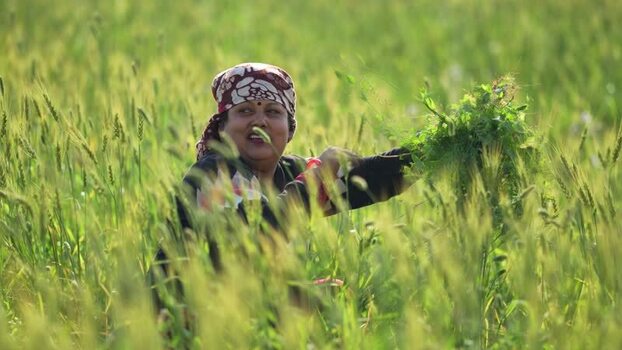 View of a woman working in a green field in Nepal.