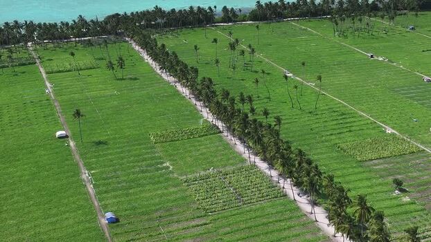 Aerial view of lush agricultural fields and palm trees in Thoddoo Maldives. Aerial view of lush agricultural fields and palm trees in Thoddoo Maldives.