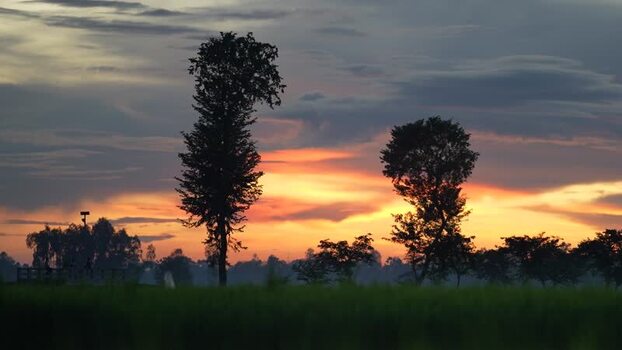 View of silhouetted trees at sunset in Bangladesh.
