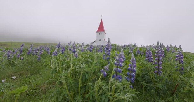 View of church with red roof in lupine field Iceland. View of church with red roof in lupine field Iceland.