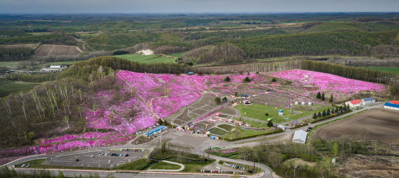 Aerial view of Higashimokoto Shibazakura Park with vibrant pink moss phlox covering the hillside winding walking paths and surrounding forest in Ozora Hokkaido Japan. Aerial view of Higashimokoto Shibazakura Park with vibrant pink moss phlox covering the hillside winding walking paths and surrounding forest in Ozora Hokkaido Japan.
