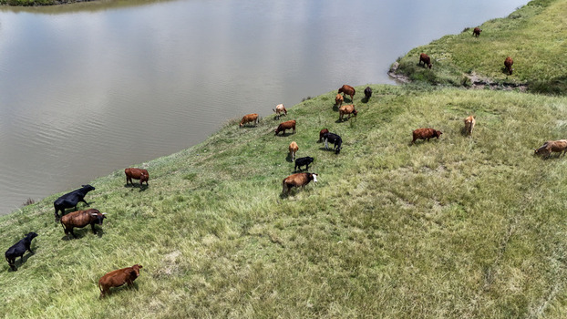Aerial view of a herd of cattle grazing on lush green grass along the banks of a calm river in Bloemfontein Free State South Africa. Aerial view of a herd of cattle grazing on lush green grass along the banks of a calm river in Bloemfontein Free State South Africa.