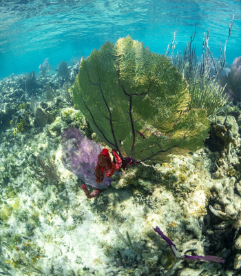 View of a vibrant coral reef featuring a large green sea fan and purple gorgonians under clear turquoise water in Guanaja Bay Islands Department Honduras. View of a vibrant coral reef featuring a large green sea fan and purple gorgonians under clear turquoise water in Guanaja Bay Islands Department Honduras.