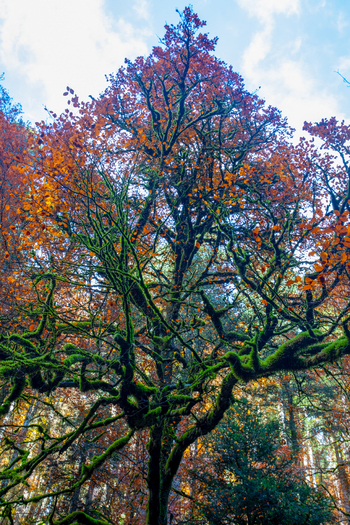 View of a tall tree with moss covered branches and vibrant autumn foliage in the Ravennaschlucht forest in Breitnau Baden Wurttemberg Germany. View of a tall tree with moss covered branches and vibrant autumn foliage in the Ravennaschlucht forest in Breitnau Baden Wurttemberg Germany.