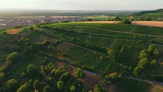 Aerial view of lush green vineyards. Aerial view of lush green vineyards.