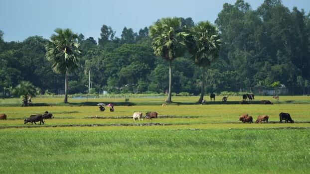 View of cows grazing in lush green fields with palm trees Bangladesh. View of cows grazing in lush green fields with palm trees Bangladesh.