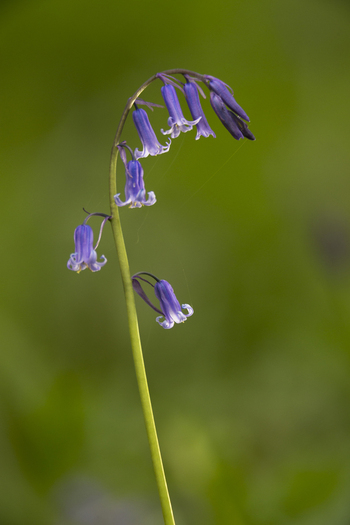 View of a single stalk of bluebells with delicate purple blue bell shaped flowers and a slender green stem against a soft focus green background in the United Kingdom. View of a single stalk of bluebells with delicate purple blue bell shaped flowers and a slender green stem against a soft focus green background in the United Kingdom.