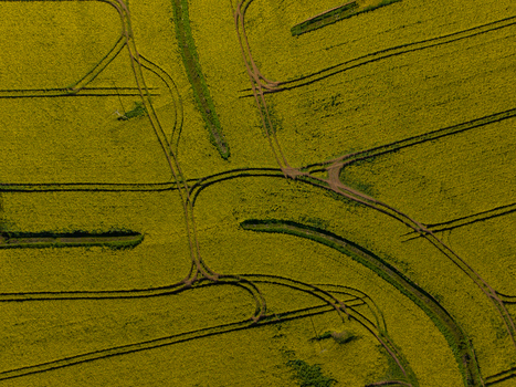 Aerial view of a vibrant yellow rapeseed field featuring intricate tractor tracks and patterns in the soil in Stone England United Kingdom. Aerial view of a vibrant yellow rapeseed field featuring intricate tractor tracks and patterns in the soil in Stone England United Kingdom.