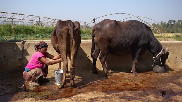 View of a woman milking a cow on a farm in Nepal. View of a woman milking a cow on a farm in Nepal.
