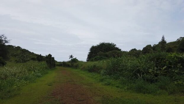 View of a lush green path and distant palm tree Pitcairn Islands.