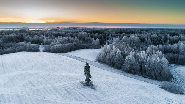 Aerial view of a solitary tree standing in a snow covered field with a frost laden forest in the background under a soft sunrise sky in Latvia. Aerial view of a solitary tree standing in a snow covered field with a frost laden forest in the background under a soft sunrise sky in Latvia.
