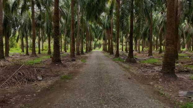 Aerial view of Llorona Palm Fields and dirt road Costa Rica.