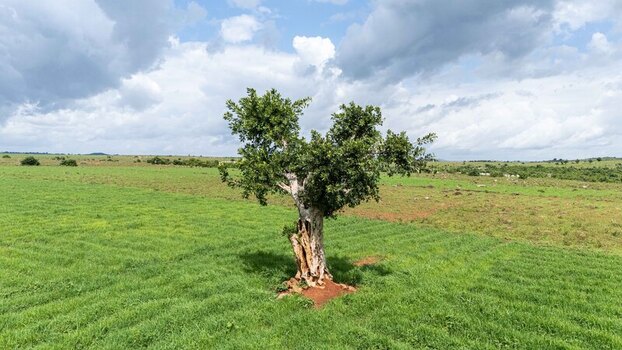 Aerial view of a solitary tree standing in a lush green field under a cloudy sky in Riyom Plateau Nigeria. Aerial view of a solitary tree standing in a lush green field under a cloudy sky in Riyom Plateau Nigeria.