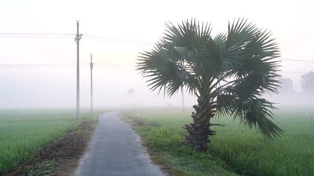 View of a foggy rural road and palm tree in Bogura Bangladesh.