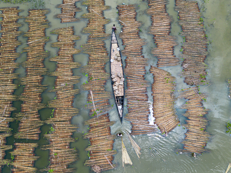 Natore Rajshahi Division Bangladesh 25 July 2026 Aerial view of a fisherman in a wooden boat navigating through rows of jute stalks being retted in the water.