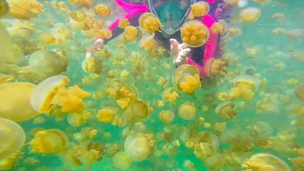 View of a snorkeler swimming among a large swarm of golden jellyfish in the clear turquoise water of Kakaban Lake in Kecamatan Teluk Bayur Kalimantan Timur Indonesia.