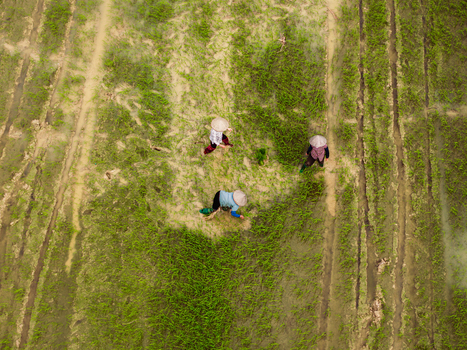 Aerial view of three farmers wearing traditional conical hats working in a lush green rice paddy field Vietnam. Aerial view of three farmers wearing traditional conical hats working in a lush green rice paddy field Vietnam.