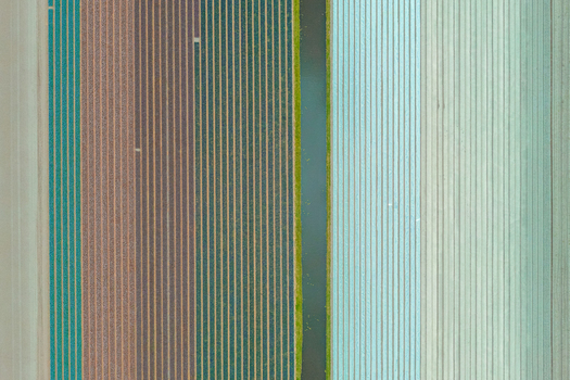 Aerial view of vibrant tulip fields with distinct rows of colorful flowers separated by a narrow irrigation canal in the Netherlands.