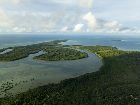 Aerial view of lush green Karimunjawa Mangrove Forest meeting the turquoise sea under a soft sky Karimunjawa Central Java Indonesia.