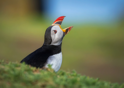 View of an Atlantic puffin with its beak open on a grassy cliffside at Saltee Islands Ireland. View of an Atlantic puffin with its beak open on a grassy cliffside at Saltee Islands Ireland.